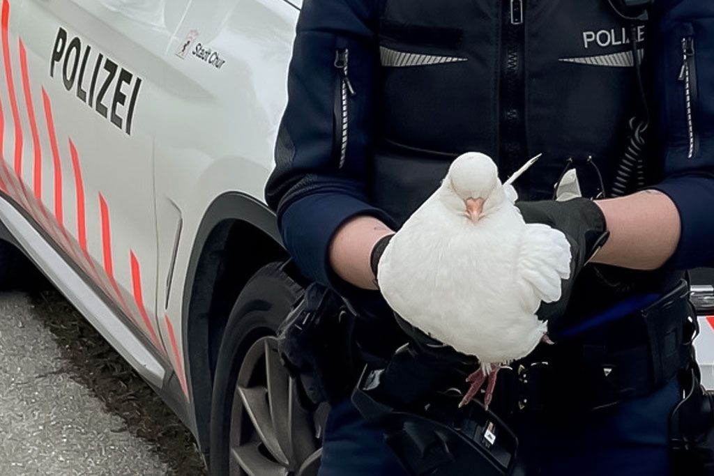Tierschutz Rettung eines Vogels durch die Stadtpolizei Chur