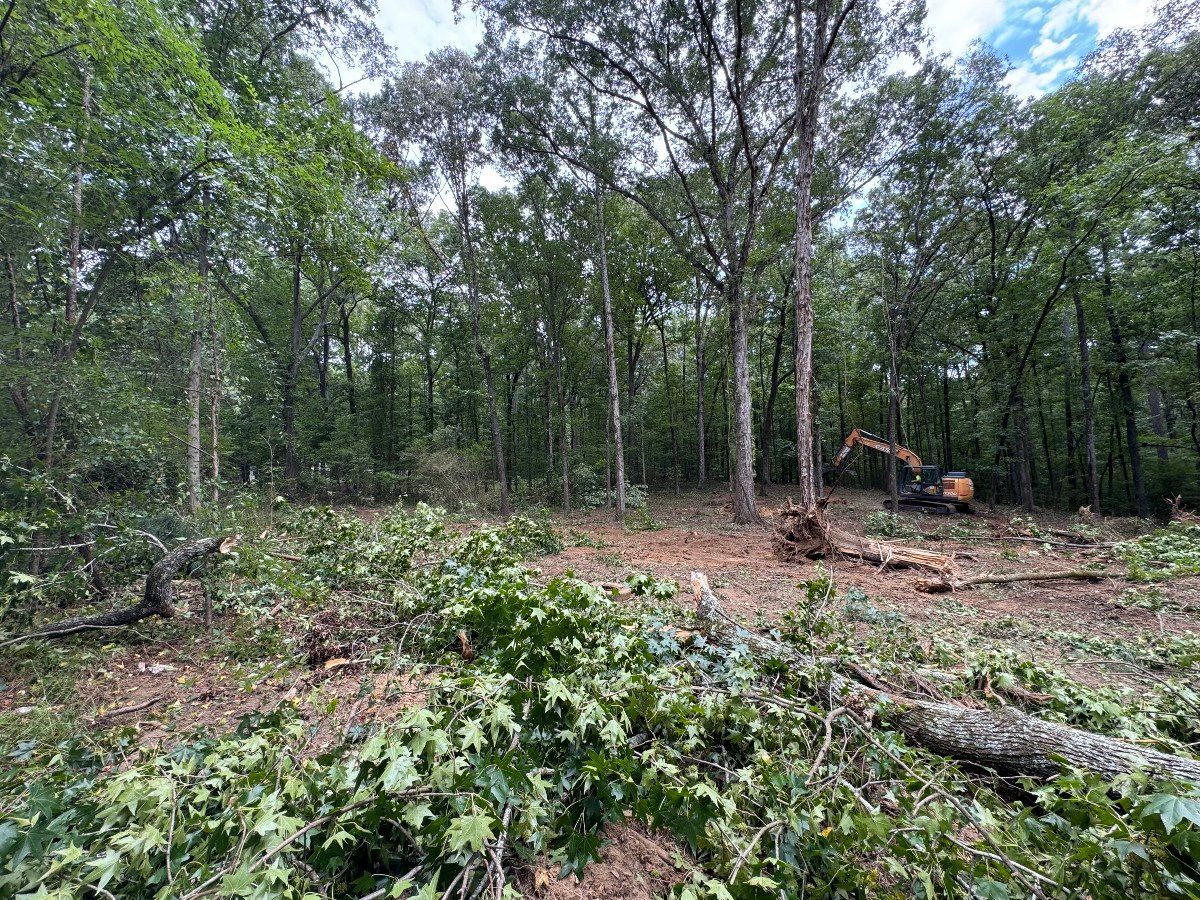 Cleared forest area with excavator in the distance, surrounded by trees and cut branches.