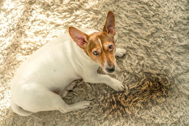 Odor Control Treatment — St. John’s, MI — Clover Carpet Cleaning