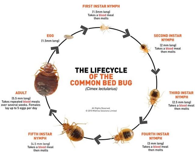 Agricultural Pest Control, Do Bed Bugs Live In Rugs