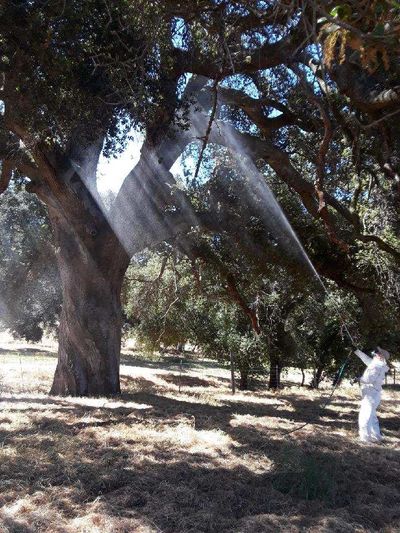 Extermination Expertsl San Diego California Agricultural Pest Control Services