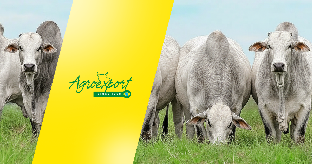 Agroexport Trading, Consultoria e Engenharia Ltda
