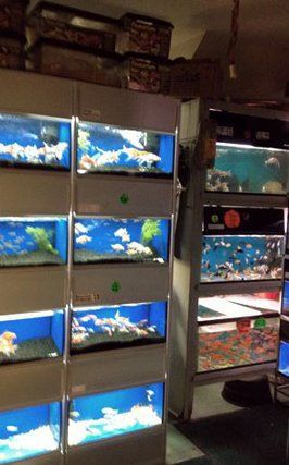 fishes in aquariums