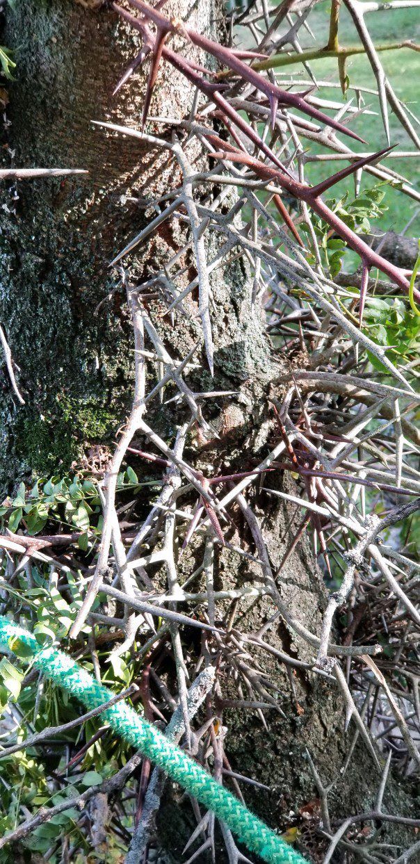 A tree with a lot of thorns on it and a green hose next to it.