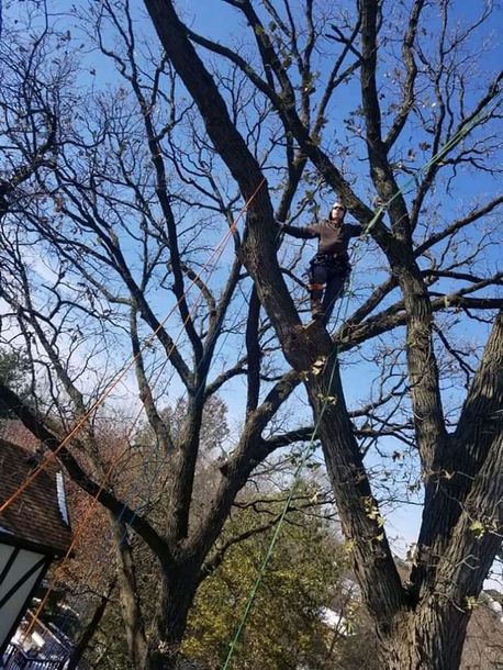 A man is cutting down a tree with a crane.