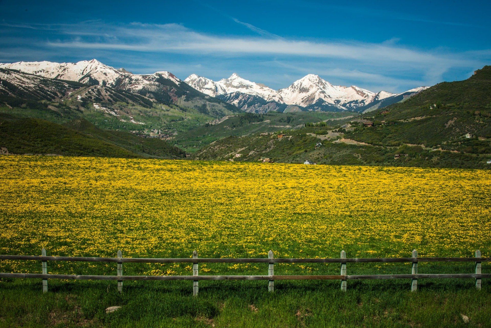A field of yellow flowers in front of a wooden fence, with snow-capped mountains and a bright blue sky in the background.