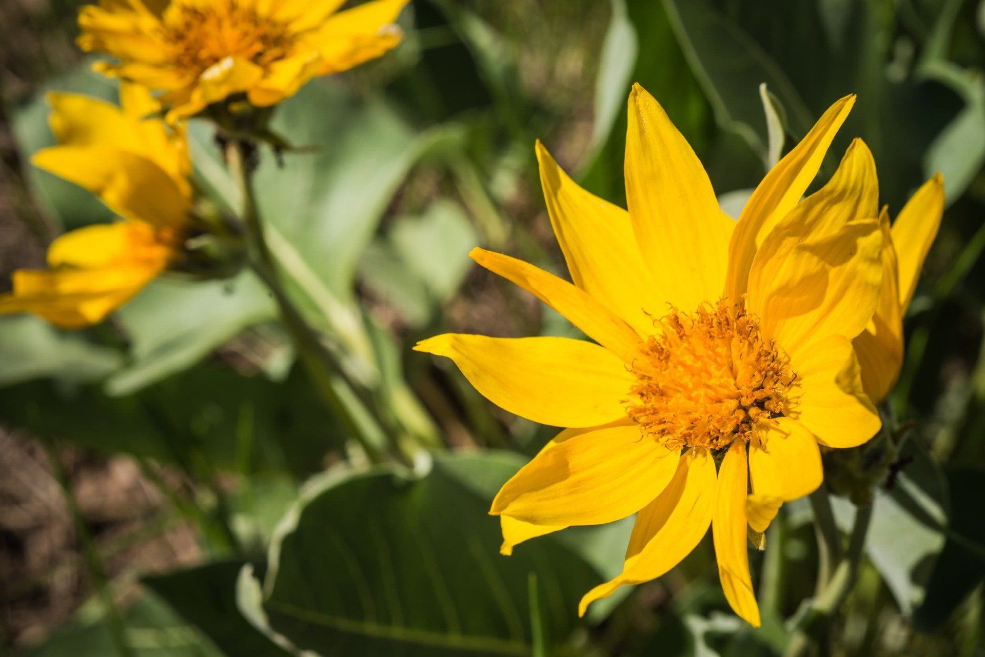 Bright yellow wildflowers with pointed petals, growing in a field.