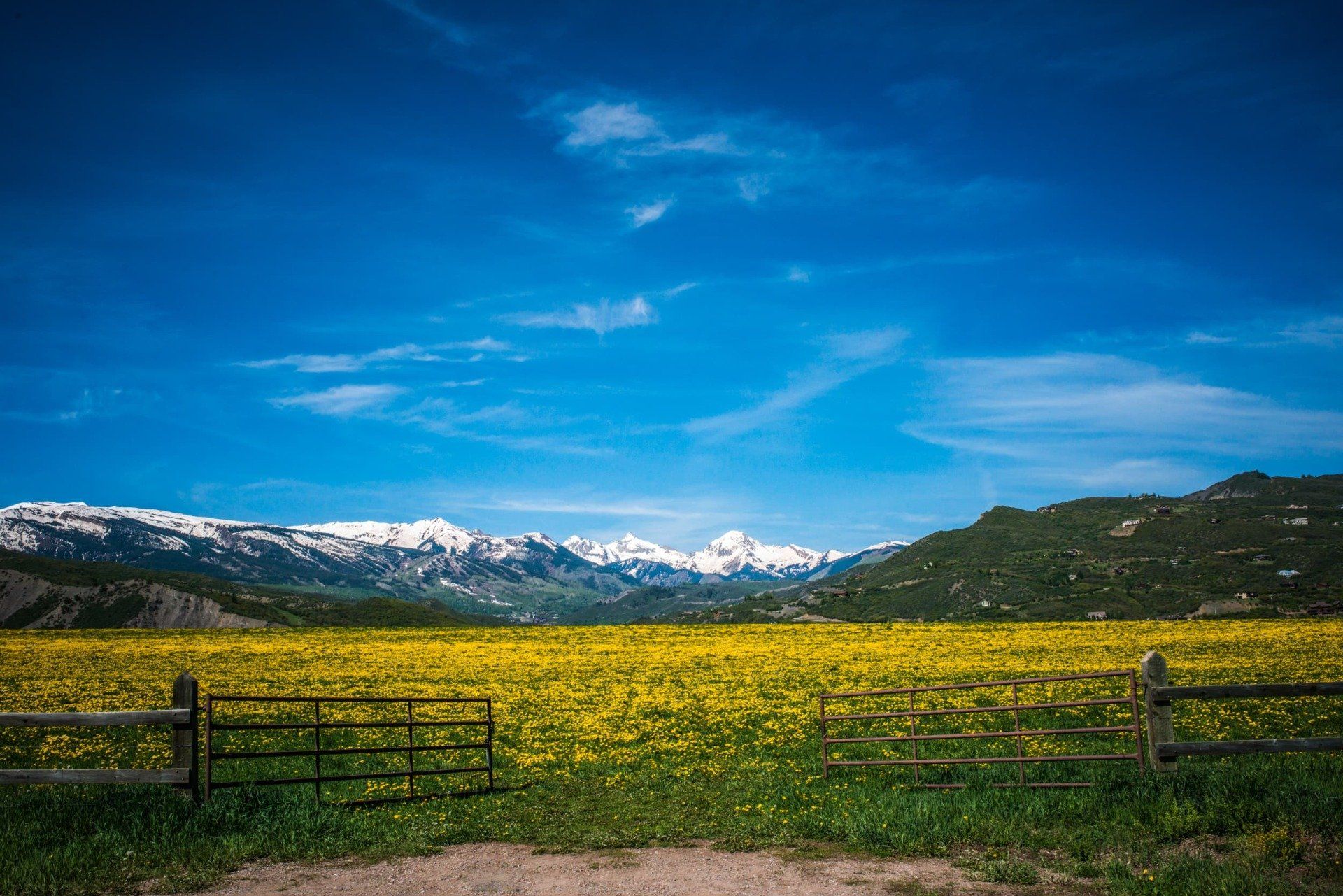 Vibrant yellow wildflowers bloom in a field, with snow-capped mountains in the background under a bright blue sky.