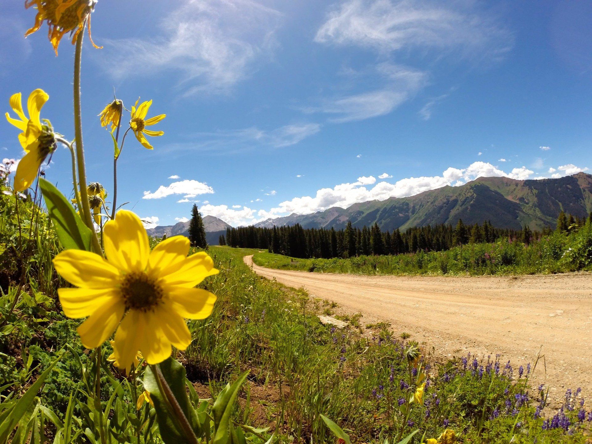 Yellow wildflowers bloom beside a dirt road winding toward mountains under a blue sky.