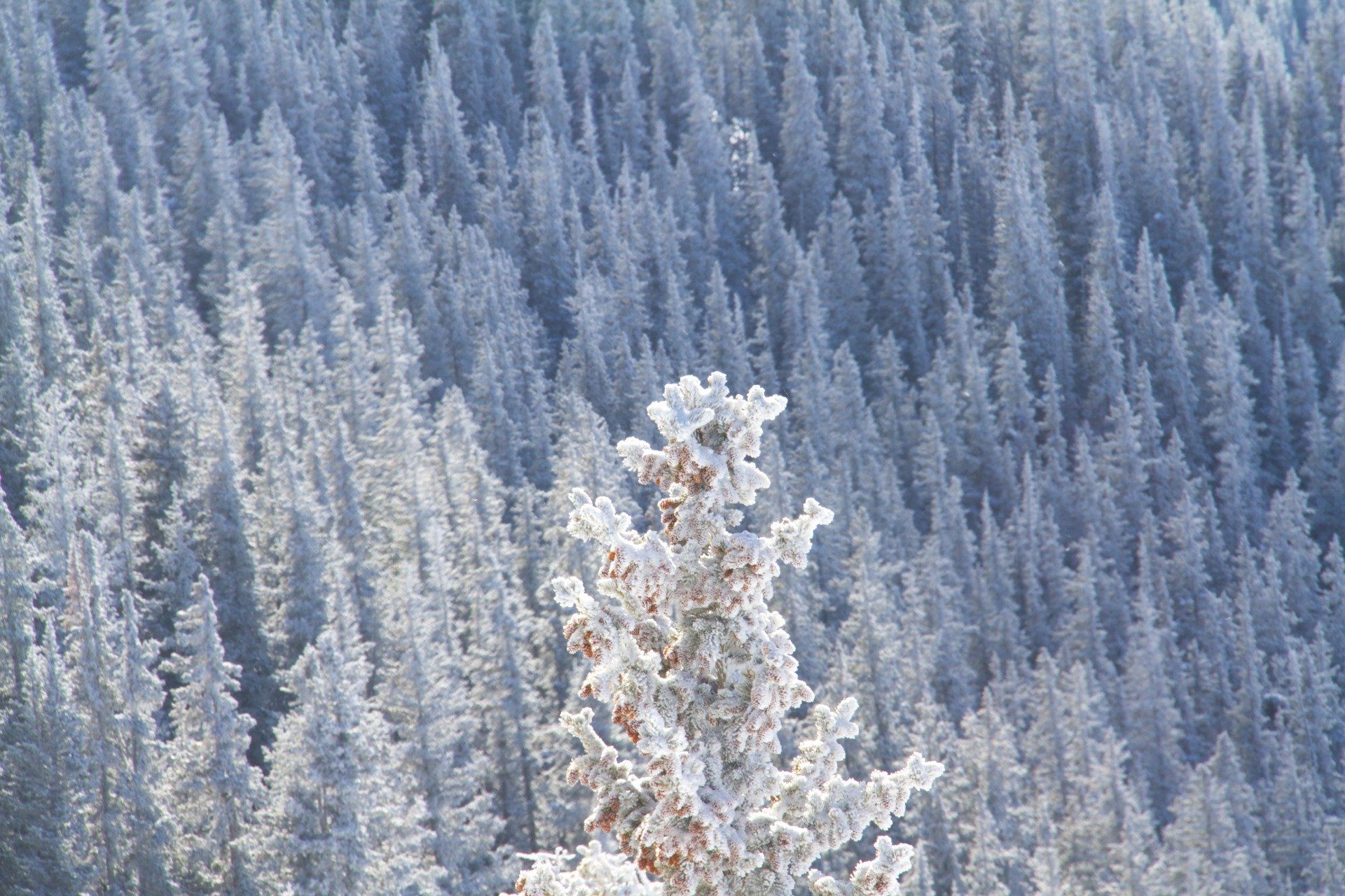 Snow-covered pine forest, with a single prominent tree in the foreground, all shimmering in the sun.