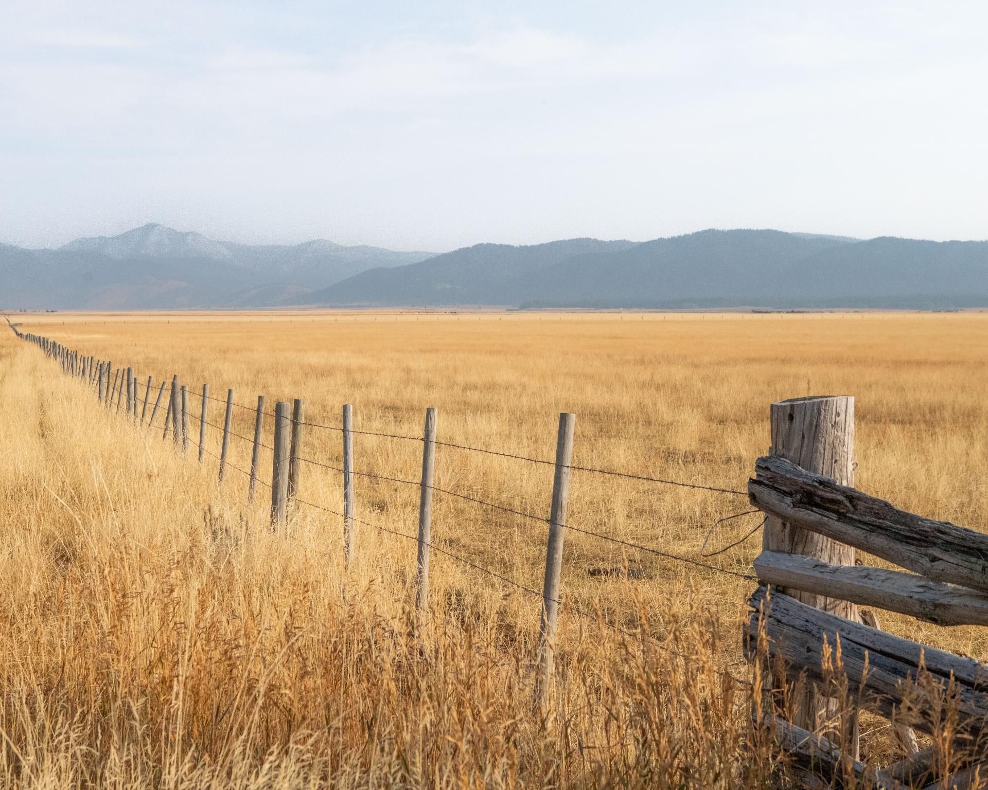 Golden field with a weathered wooden fence stretching towards distant mountains under a pale sky.