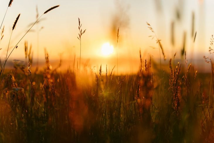 Golden sunset over a field of tall grass, silhouetted against the bright sun.