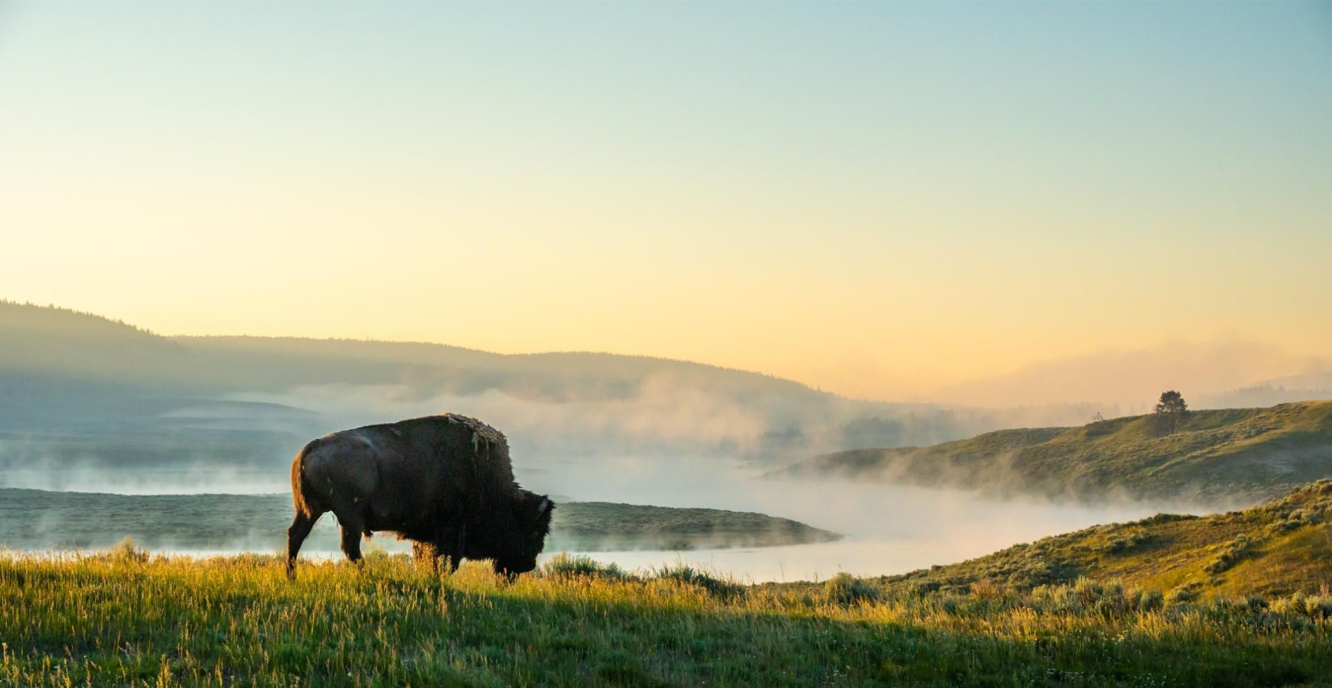 Bison grazing on a grassy hillside at sunrise, with mist rising from a river in a valley below.