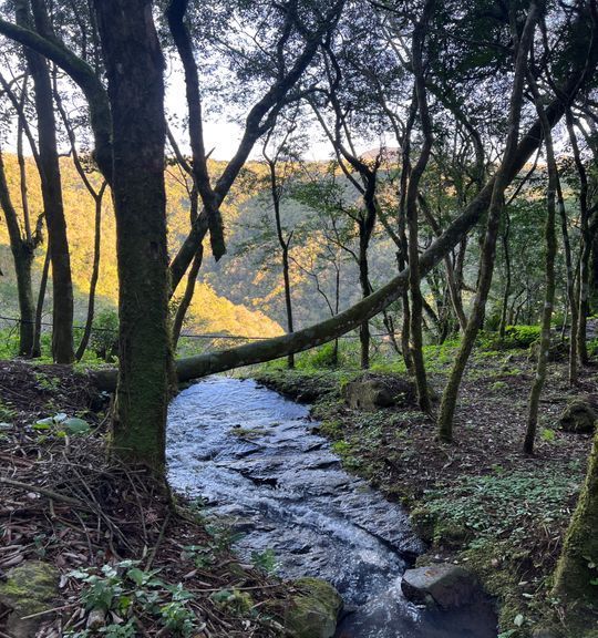 Um riacho atravessa uma floresta verdejante