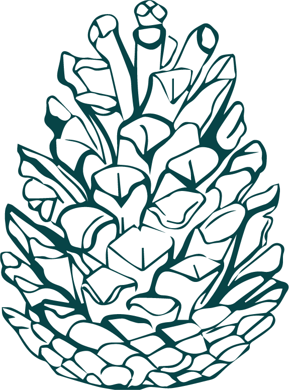 Um desenho em preto e branco de uma pinha sobre um fundo branco.