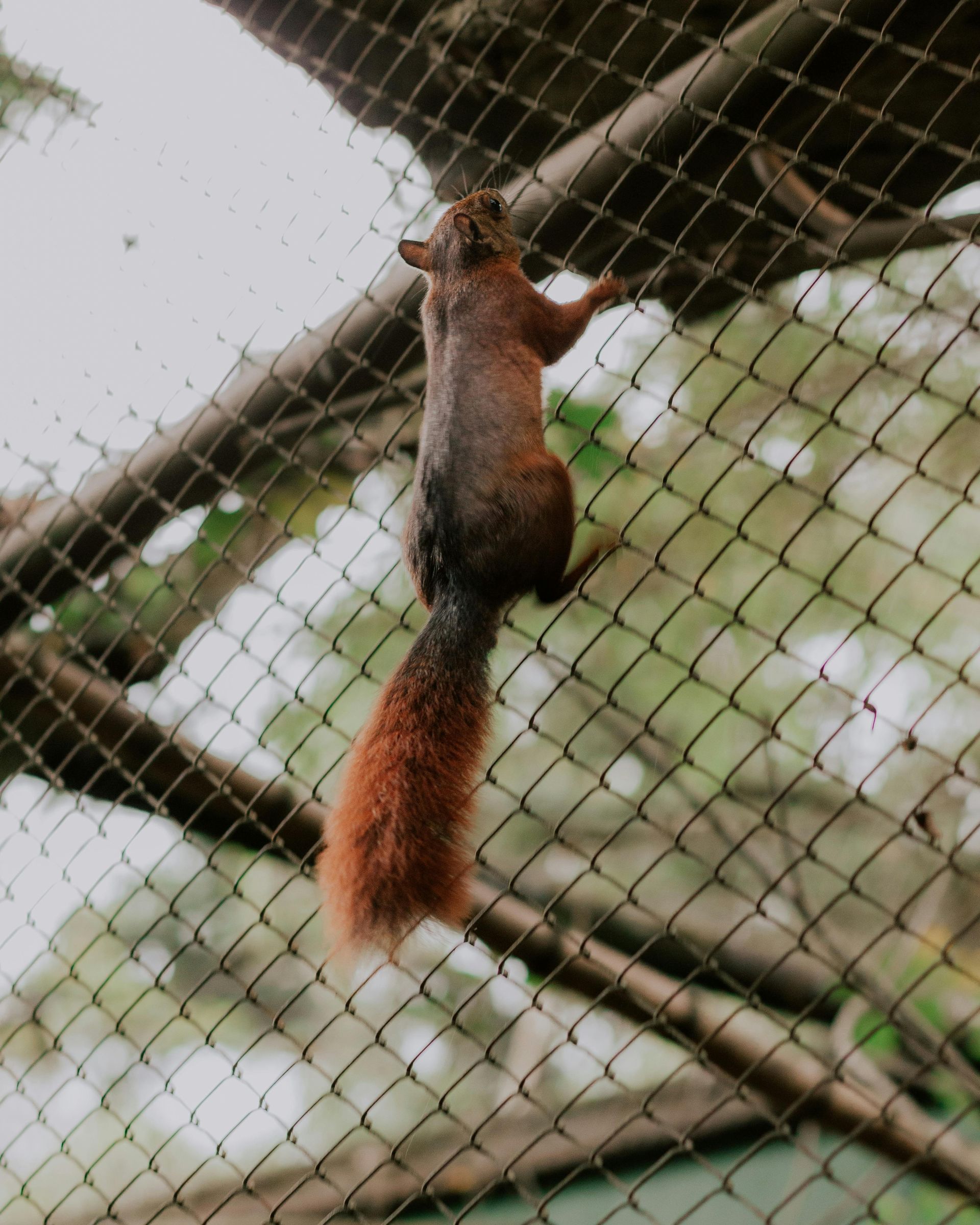 Squirrel with a reddish-brown tail clinging to a wire mesh fence, looking upwards.