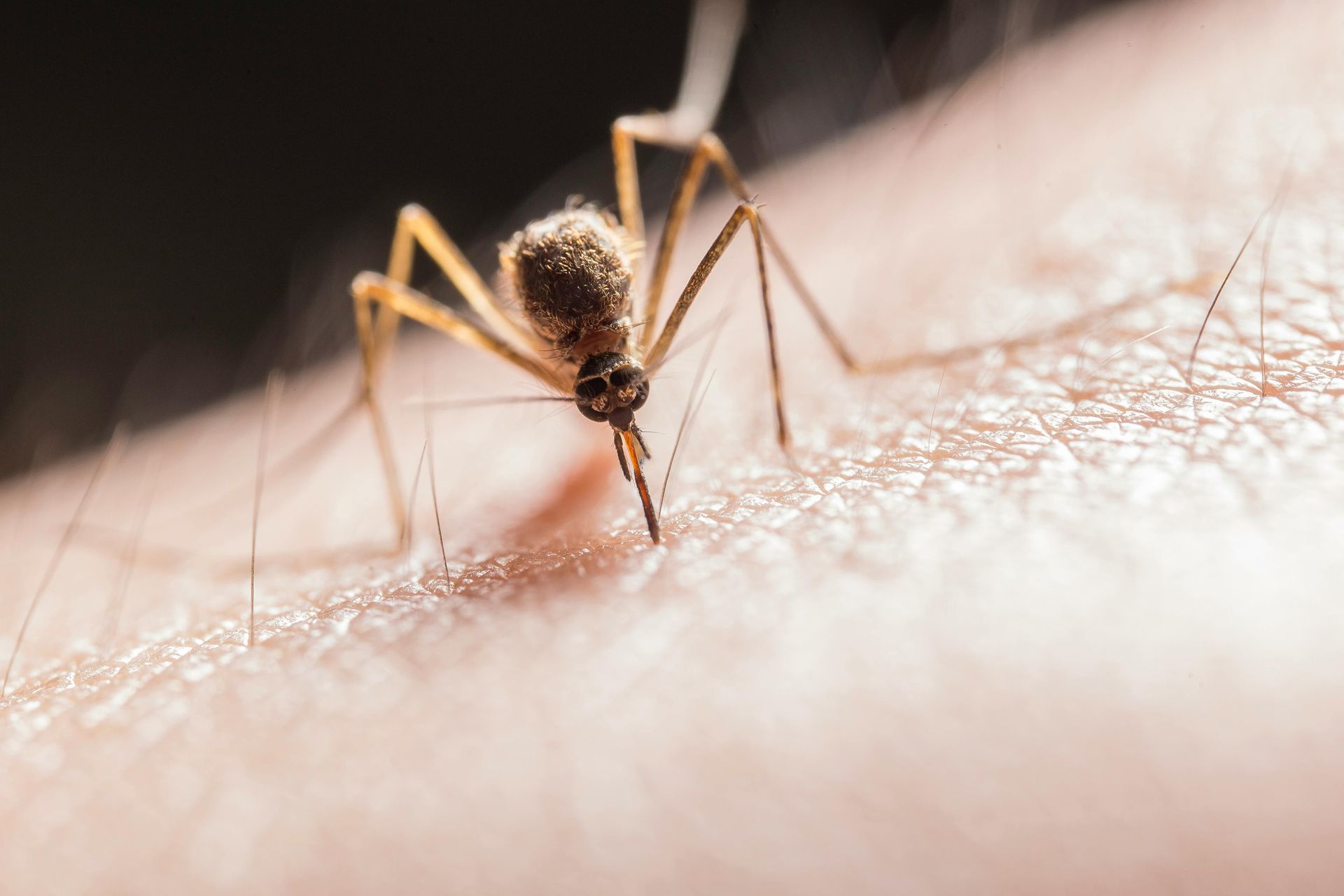 Mosquito biting skin; insect's proboscis inserted, drawing blood.