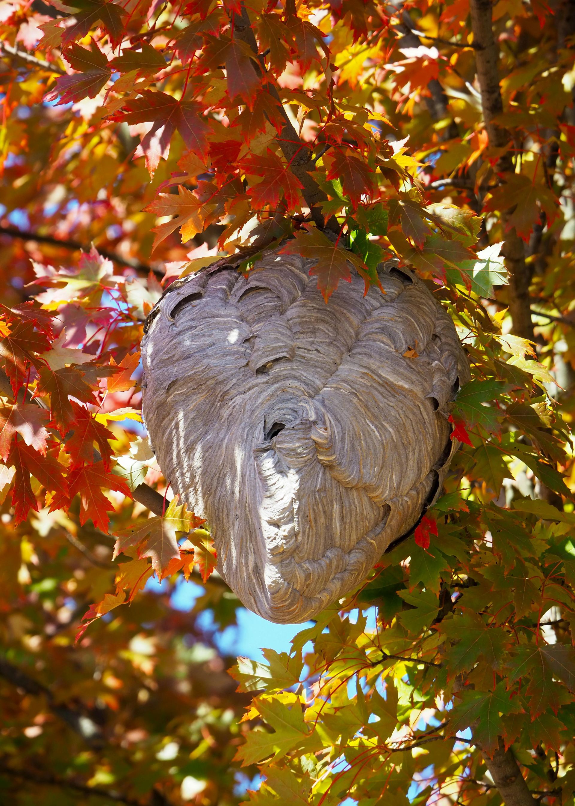 Wasp nest hanging from a tree with red and yellow autumn leaves.