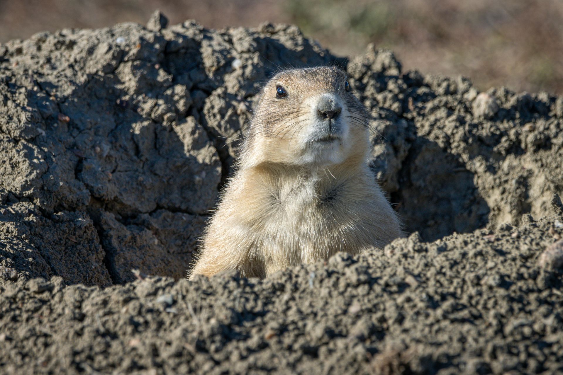 Prairie dog peeks out of its burrow, tan fur, looking alert.