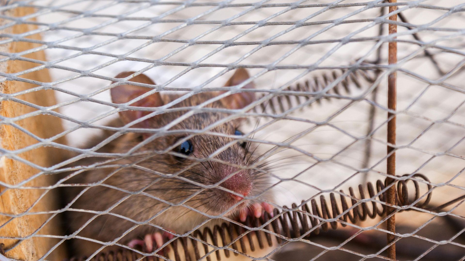 Brown mouse trapped inside a wire cage, looking out with fear.