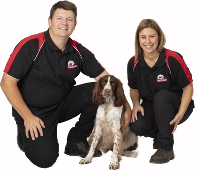 Pest Inspections In Port Stephens Australian Pest Solution