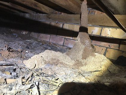 Termites — Australian Pest Solution in Port Stephens, NSW