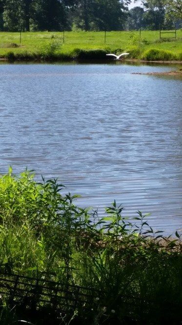 A bird flies over a calm, blue pond with grassy banks on a sunny day.