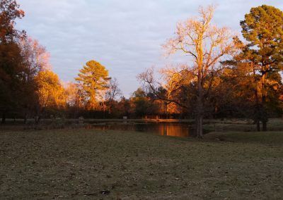 A serene landscape at sunset. Golden sunlight bathes trees surrounding a pond in a field of brown grass.