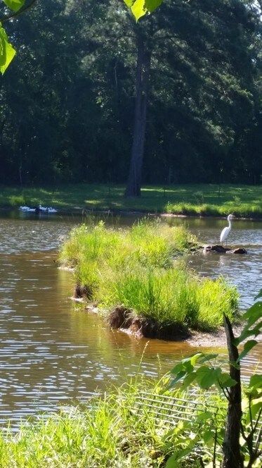 A white egret stands on a grassy island in a lake, surrounded by water and trees.