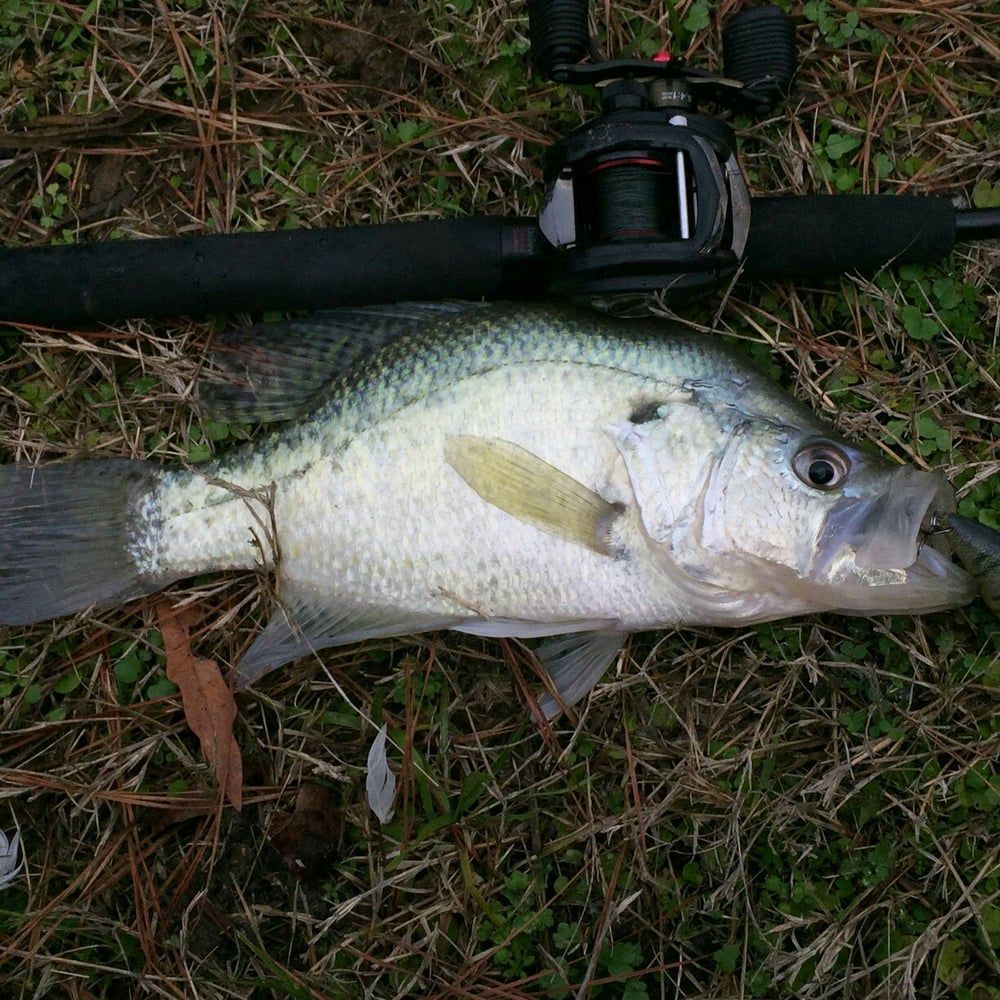 Crappie fish laying on grass, with fishing rod and reel. Fish is silver and black.