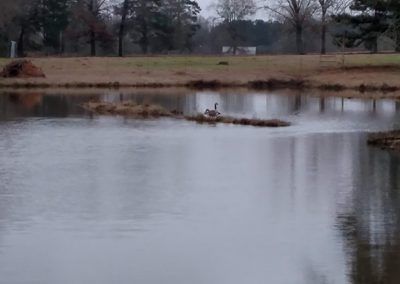 A pond with a small island. Two geese sit on the island, surrounded by water, with trees in the background.