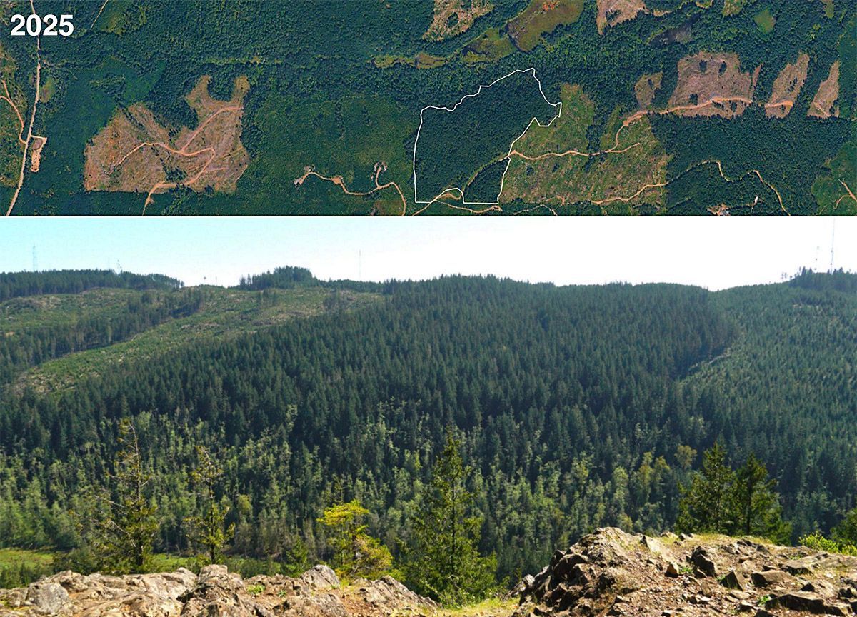 A picture of a forest before and after being cut down.