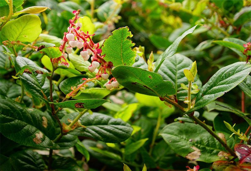 Photograph of salal 
