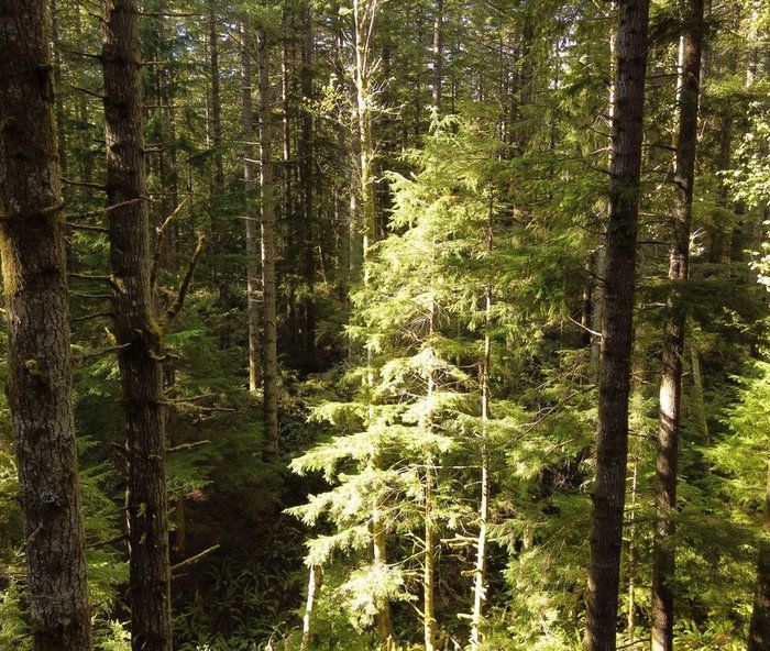 The sun is shining through the trees in the forest