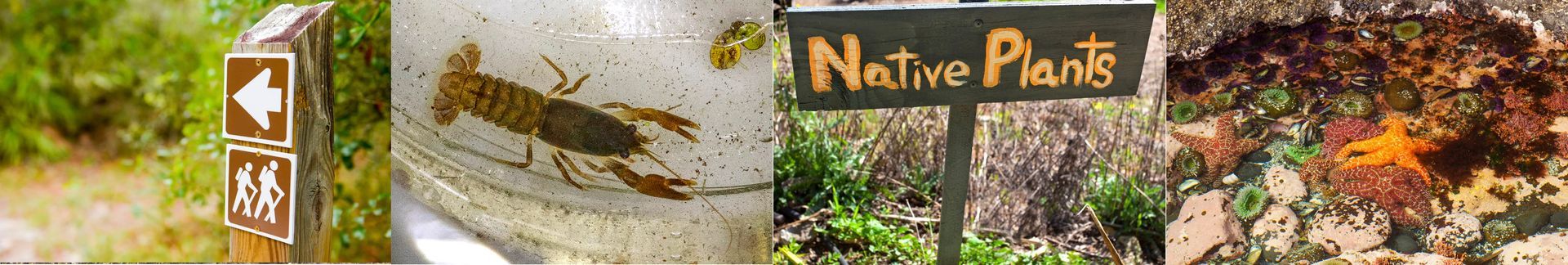 photo collage of summertime activities