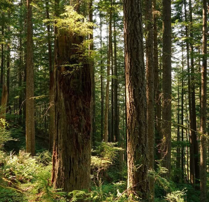 Firvana legacy forest in Green Mountain