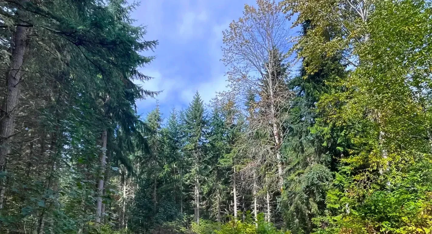 The Future of Kitsap's Forests 