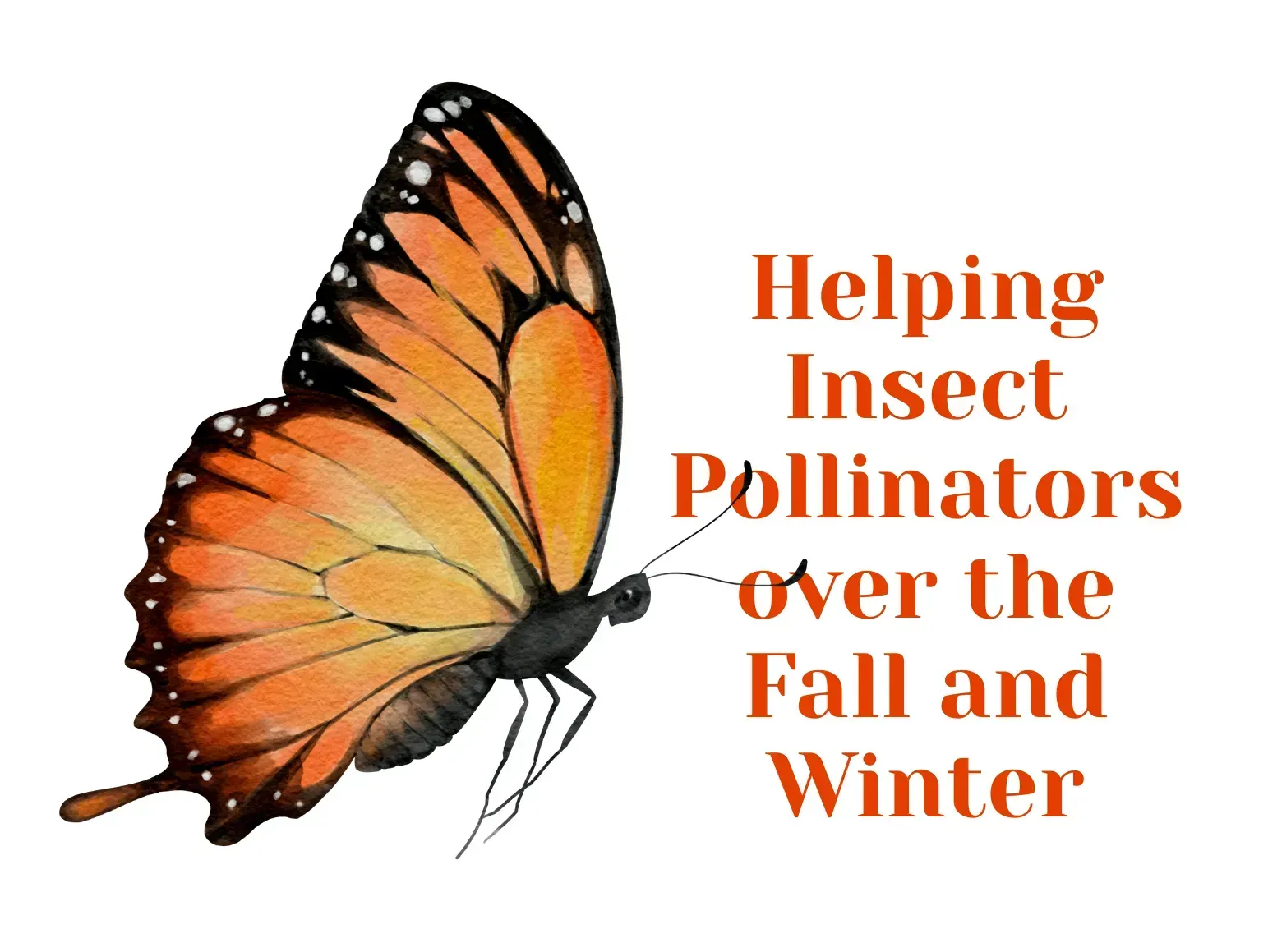 Helping Insect Pollinators