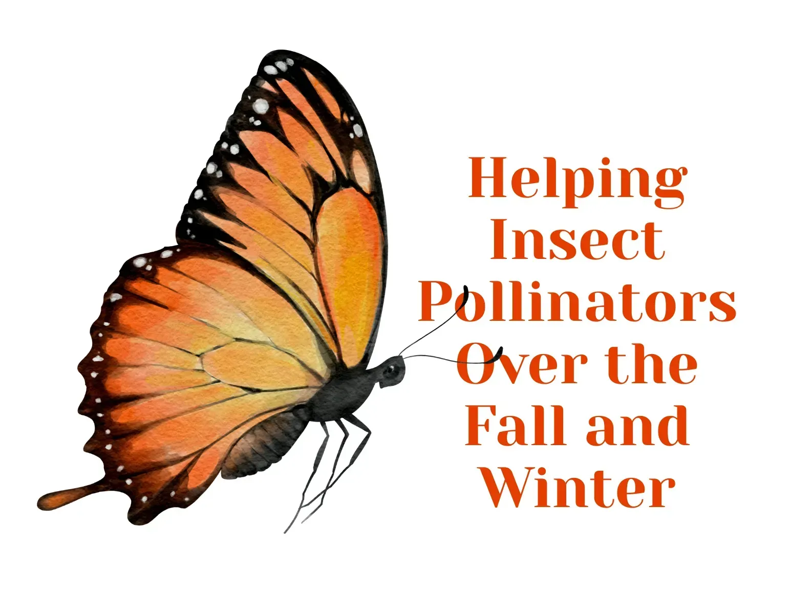 Helping Insect Pollinators Over the Fall and Winter