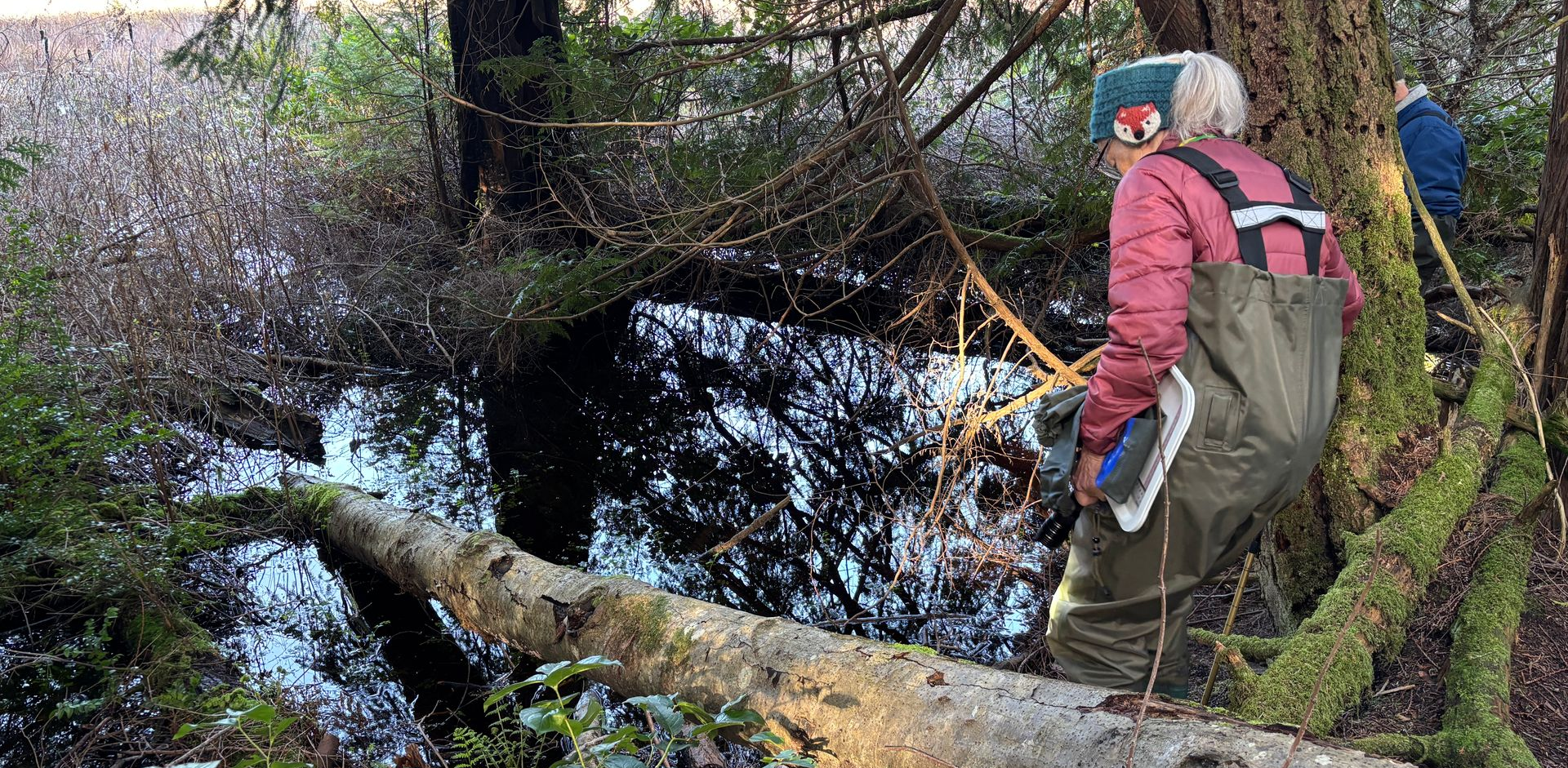 A citizen scientist wades into marsh to look for amphibian eggs