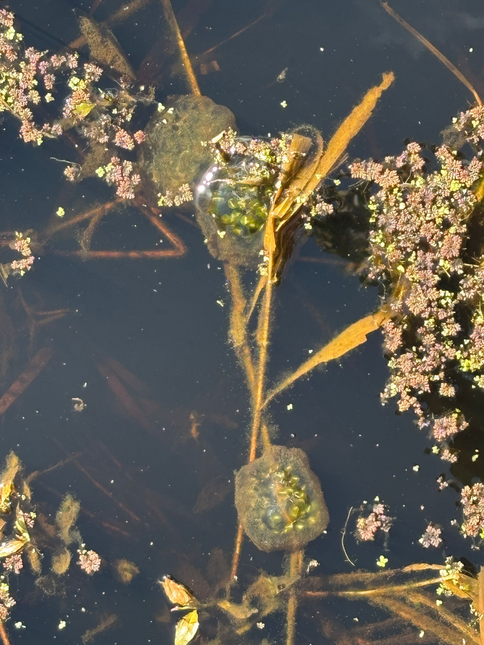 amphibian egg mass