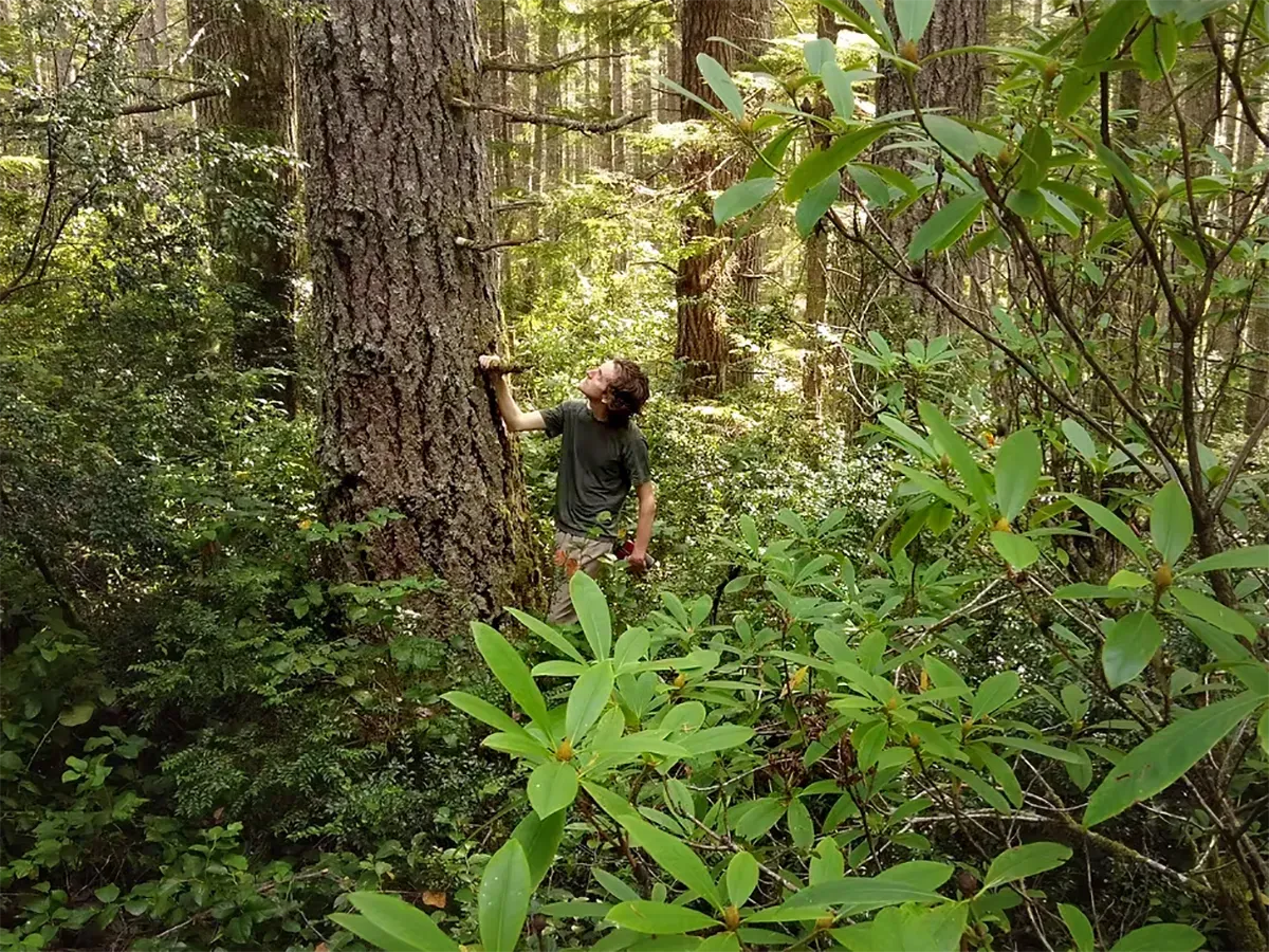 JoshuaWright  in Firvana Forest in Green Mountain