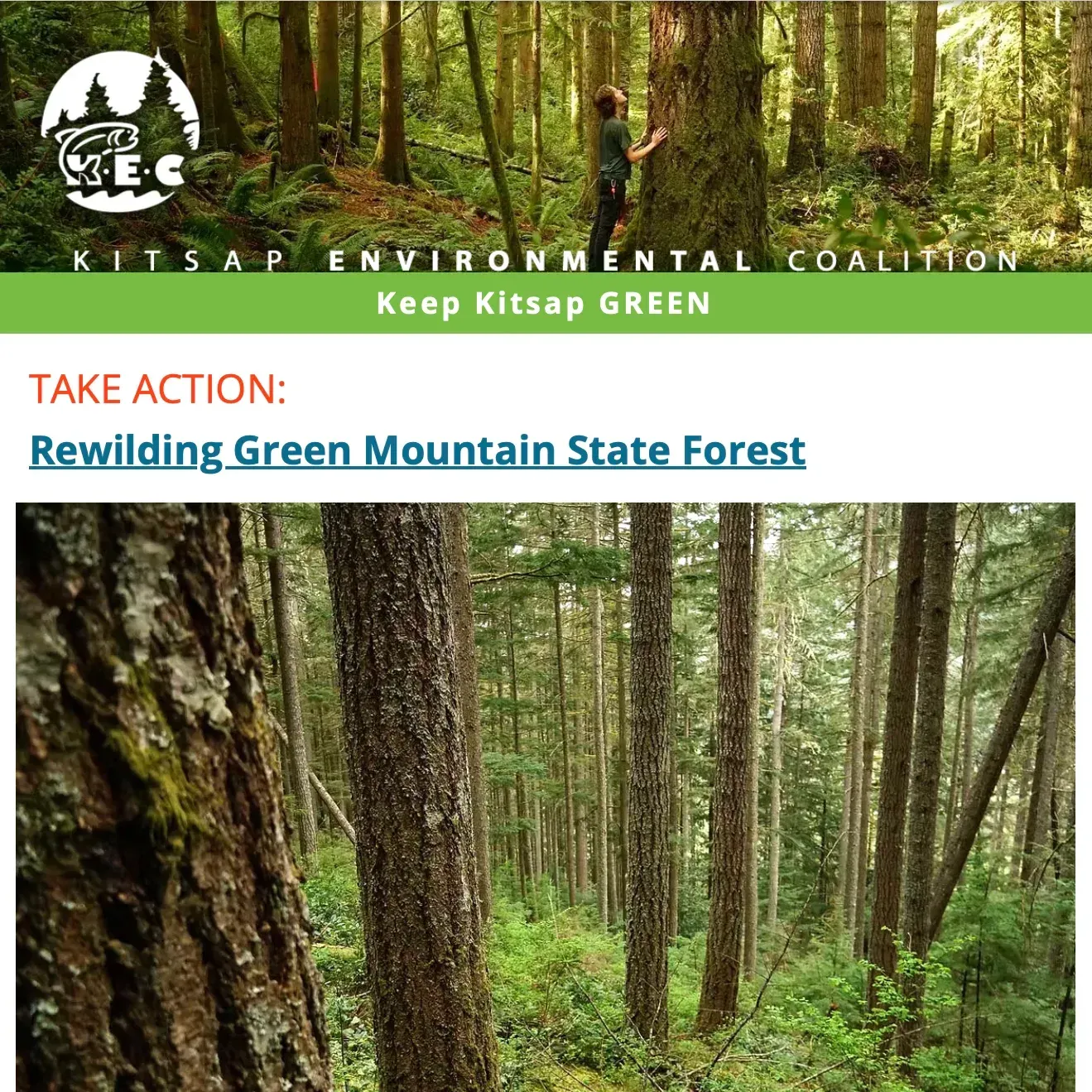 Firvana legacy forest in Green Mountain