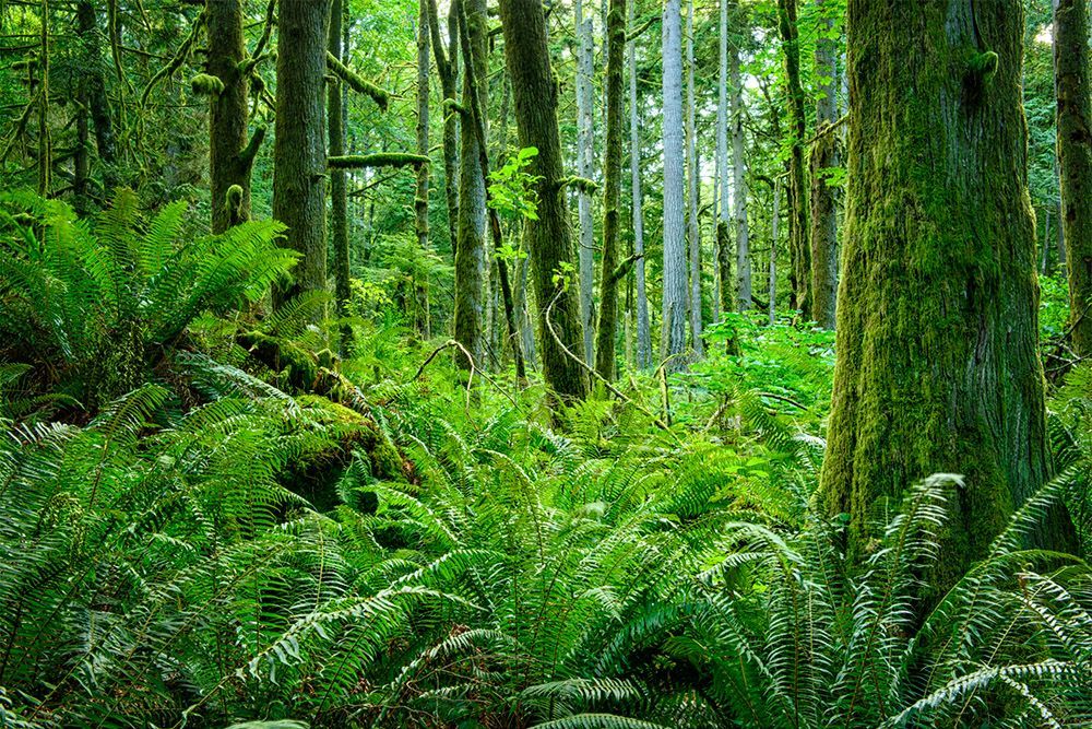 Legacy Forest in WA