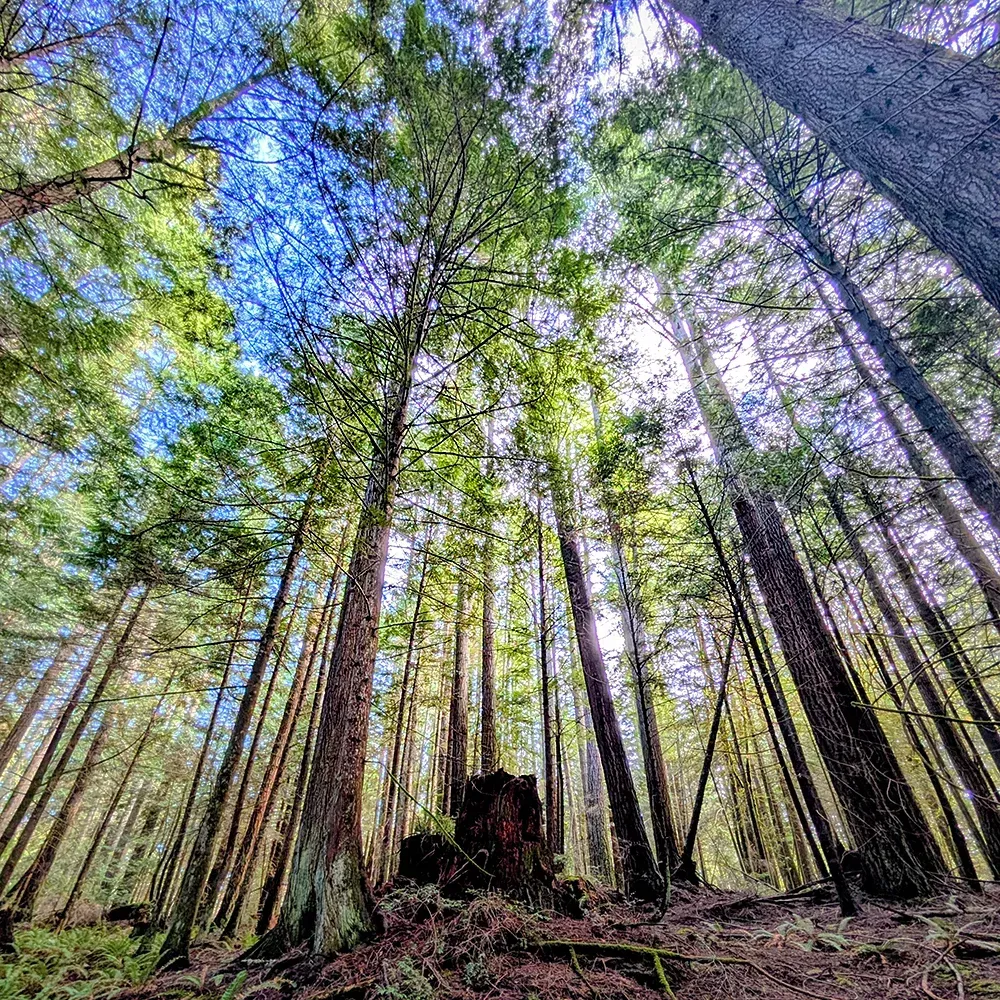 sky view through trees
