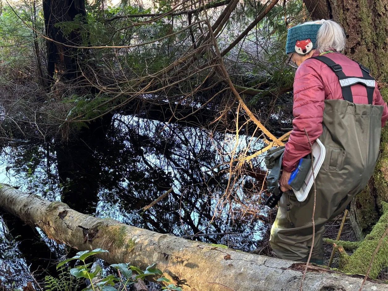 A woman in waders enters marshland at Islandwood