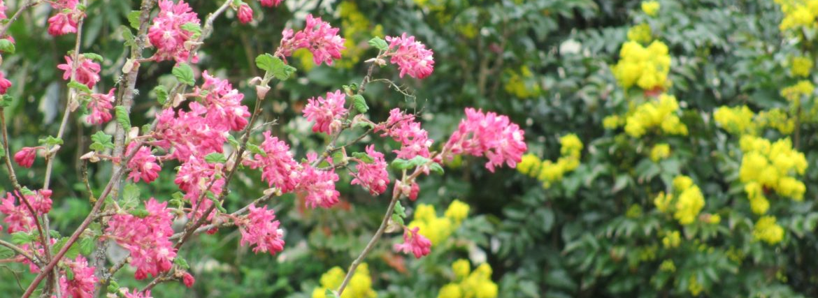 Flowering red current and Oregon grape