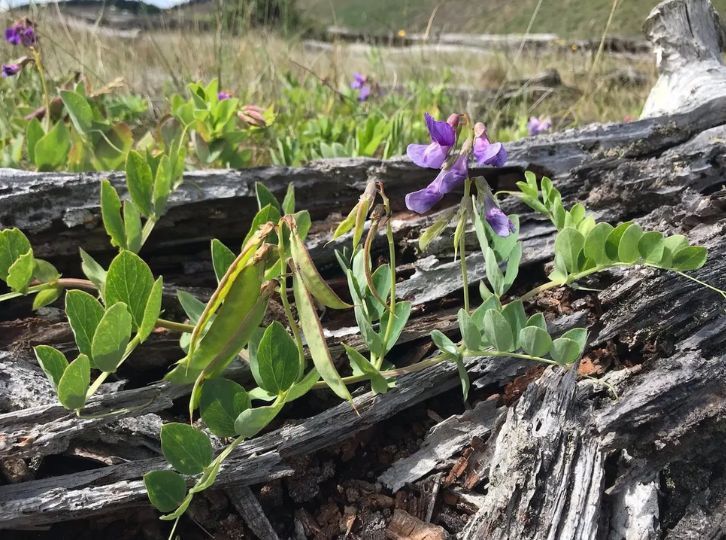 Photo of Lathyrus japonicus