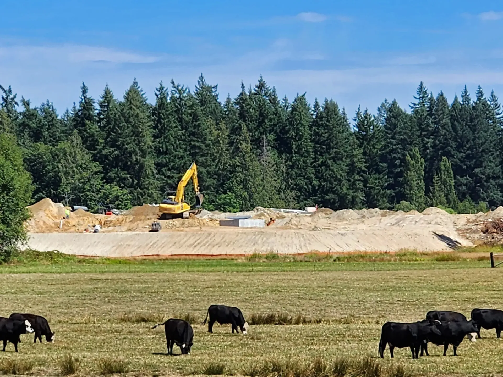 Royal Valley farmland with cows undergoing site development