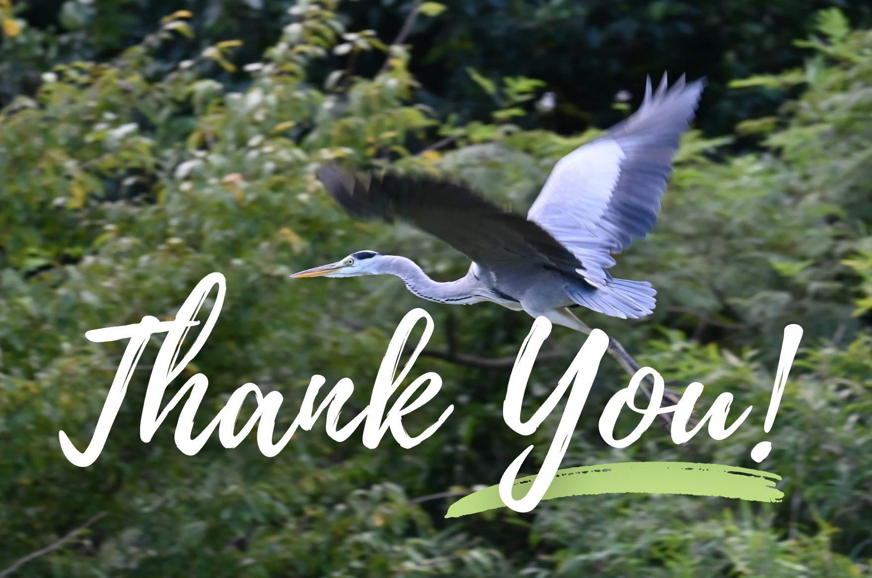 Great Blue Heron taking flight over pond